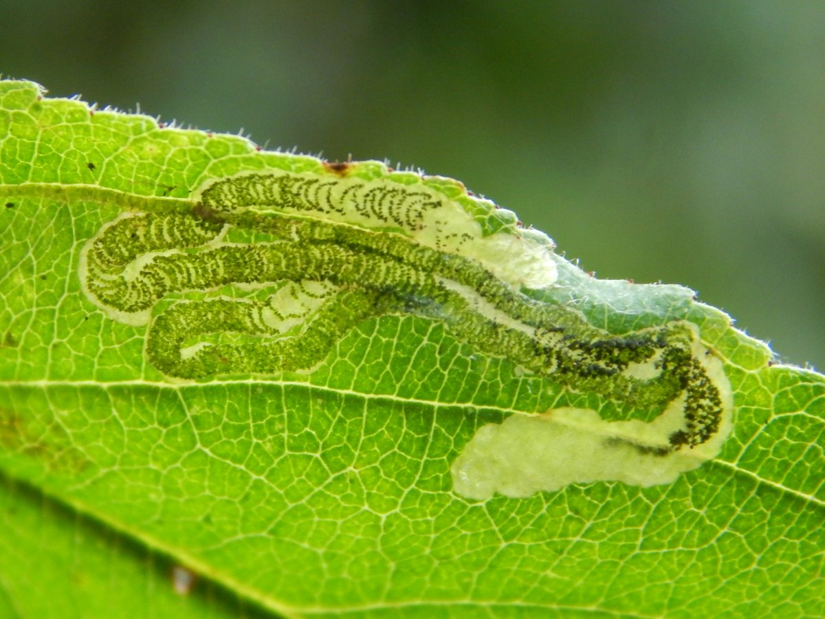 The leafmines of Stigmella aceris (Louth) and Stigmella catharticella (Sutton-on-Sea) observed this week in Lincolnshire @LincsNaturalist @BC_Lincolnshire @leafminerman