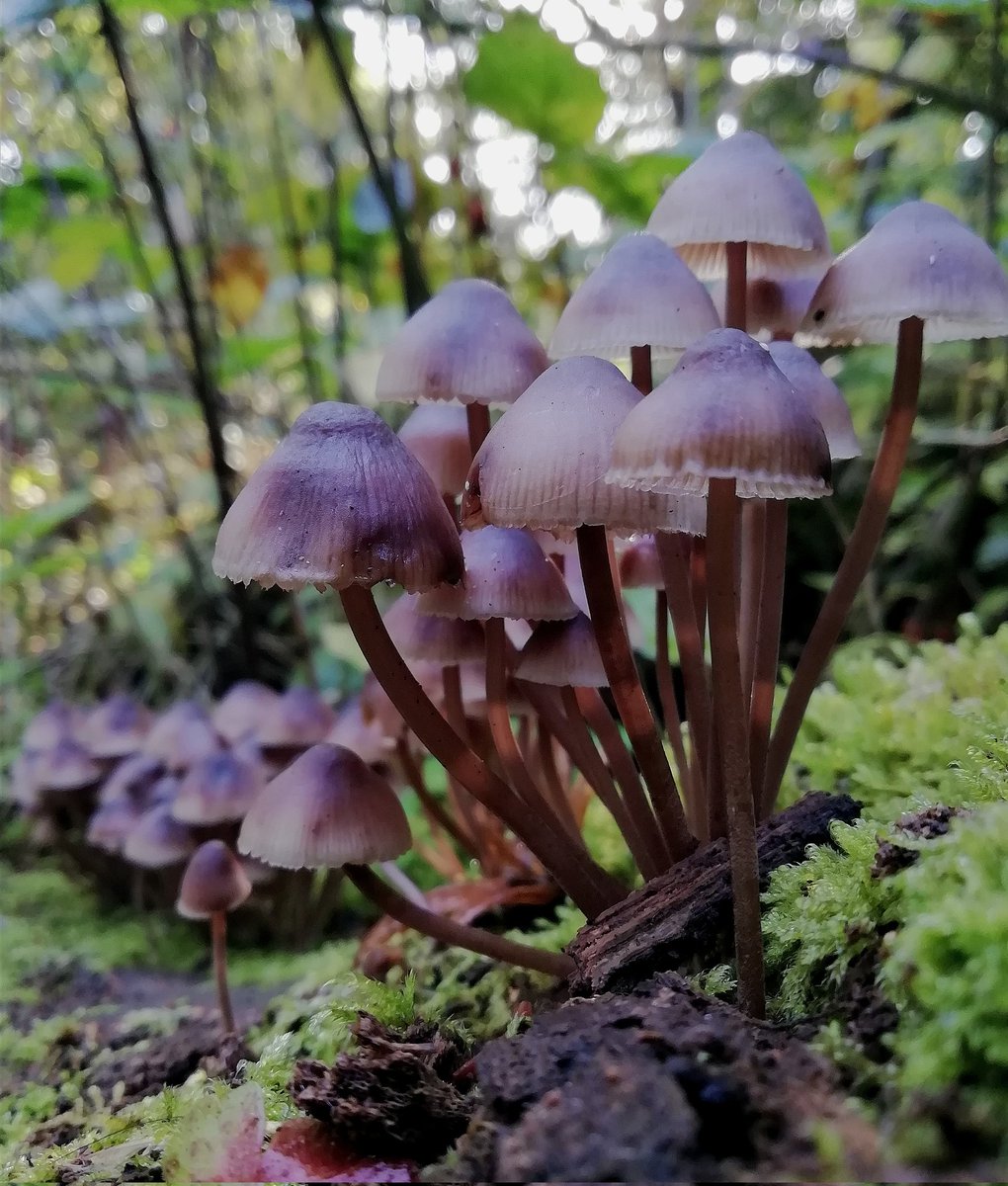 Clumps of bonnets emerging from decayed wood among the moss - earlier this week in Queen's Wood, one of London's ancient woodlands.

Mycena sp.
(Poss. Burgundydrop Bonnet, M. haematopus?) 
#365DaysWild #FungiFriday