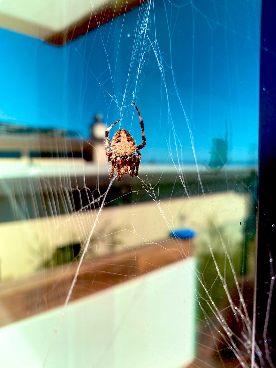 ArjDheer's tweet photo. Anyone want to help me with an ID here? Seen on my back porch (San Diego, CA). Some type of orb-weaver? #wildID #spider https://t.co/13KQ8OadDO