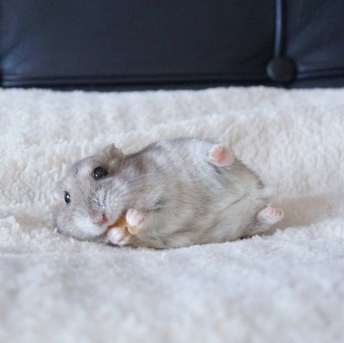 ✨ Fideos + Pastel + Regalos.

   ➵ Dᥱ: Dodido
   ➵ Pᥲrᥲ: <a href="/sisoyRobin/">Robin</a>  

❛No iba a quedarme sin darte regalos, así que disfruta la rica comida en compañía de tu prometido y cuiden mucho de ese pequeño animalito. Te amo, Roo.❜