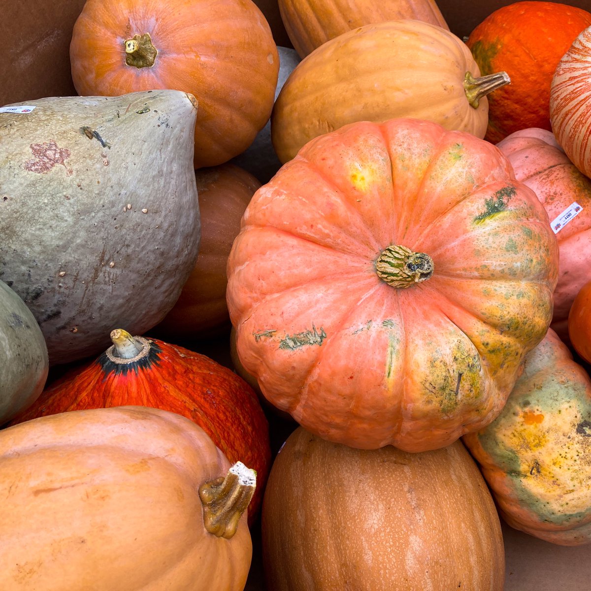 Candycritic's tweet photo. Iβm a huge fan of oddly shaped #pumpkins. They always make for awesome #JackOLanters. https://t.co/X12EXelgP0