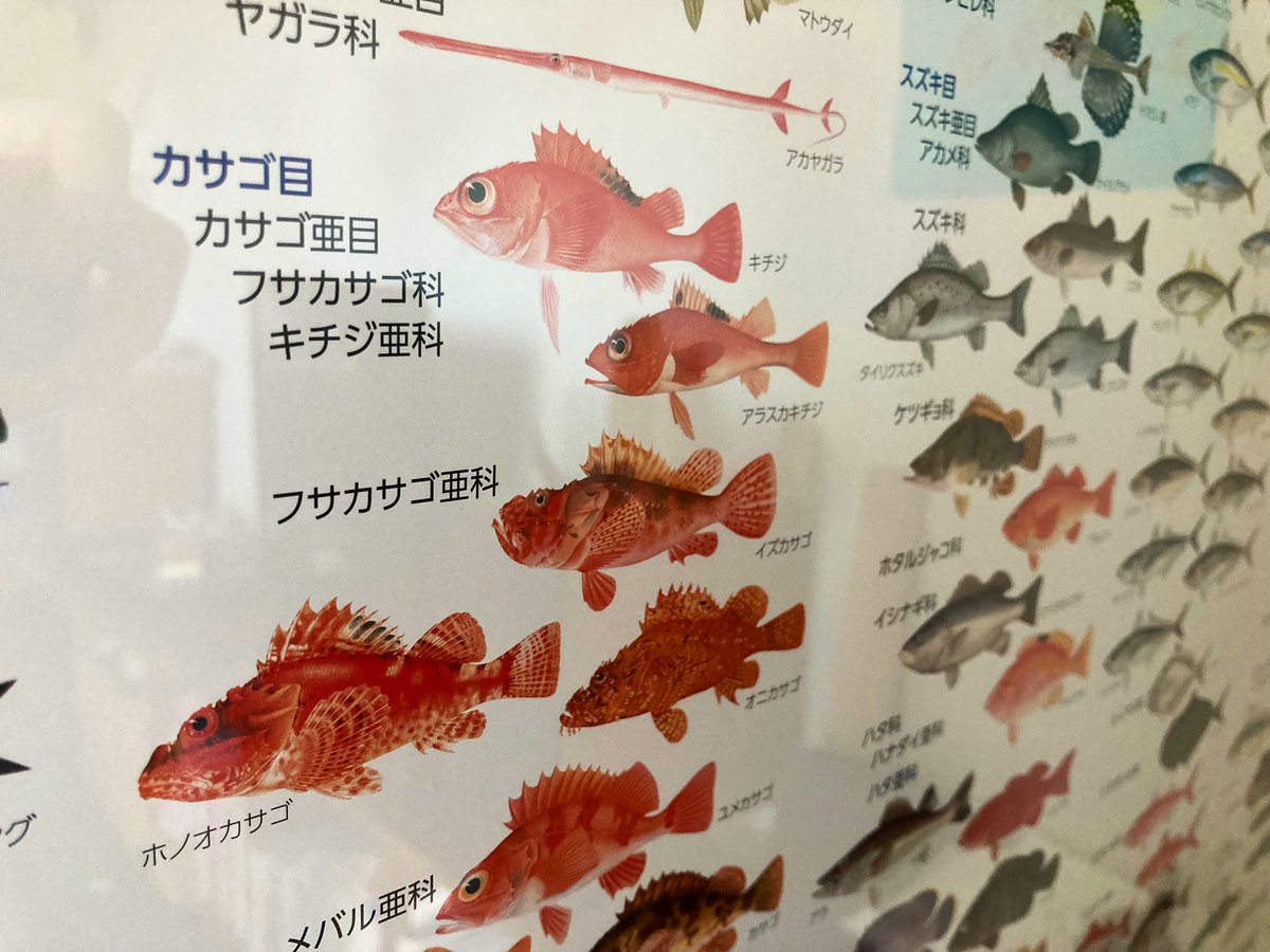 お魚売り場にあったお魚ポスターが最高すぎ、しかもなんと無料で手に入るらしい「めっちゃ欲しい」「子供喜びそう」 Togetter