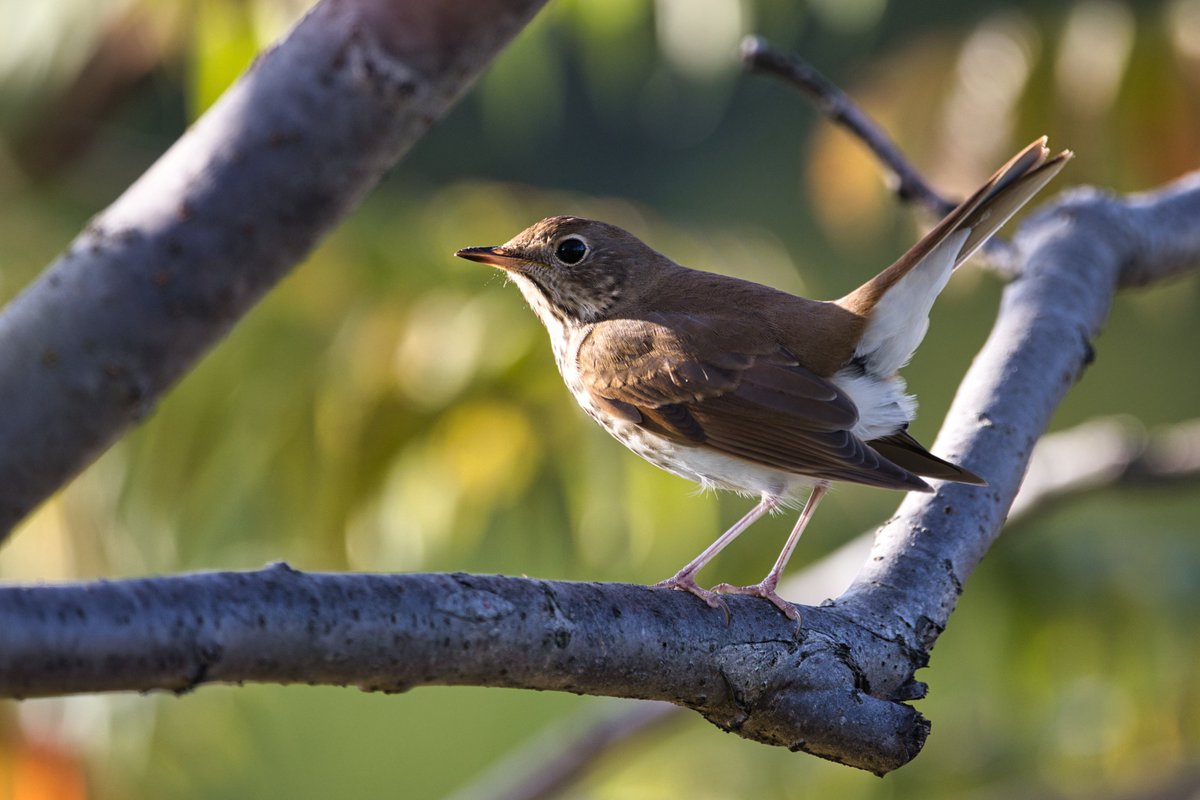 JohnReedPavan's tweet photo. Hermit Thrush in Little Hellgate Salt Marsh on Randall's Island.
#hermitthrush #thrush #nature #wildlife #birds #birding #birdwatching #littlehellgate #saltmarsh #randallsisland #nycparks #shotoncanon #luminarai #sigmaphoto https://t.co/pxLPweZyuy