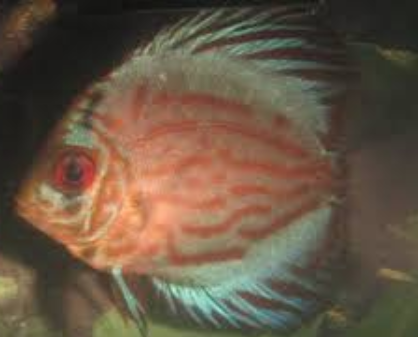 DiscusGuydotcom's tweet photo. Stunted Discus Fish - https://t.co/dXApmi66GU https://t.co/6Dy6u3TlPm