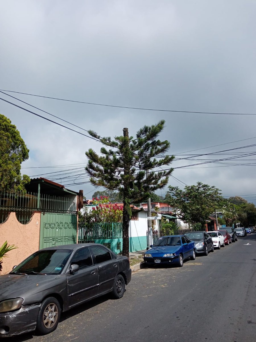 BaltaVasco79's tweet photo. #DenunciaCiudadana esta araucaria de 8 años fue mutilada por el equipo de la alcaldía Santa Tecla al mando de #HenryFlores primero fue patrimonio cultural hoy  hoy la naturaleza se suma a esta mediocre administración
#CuidadPayaso
#HenryFlores
#MedioAmbiete
#StaTecla https://t.co/9CotTYv17H