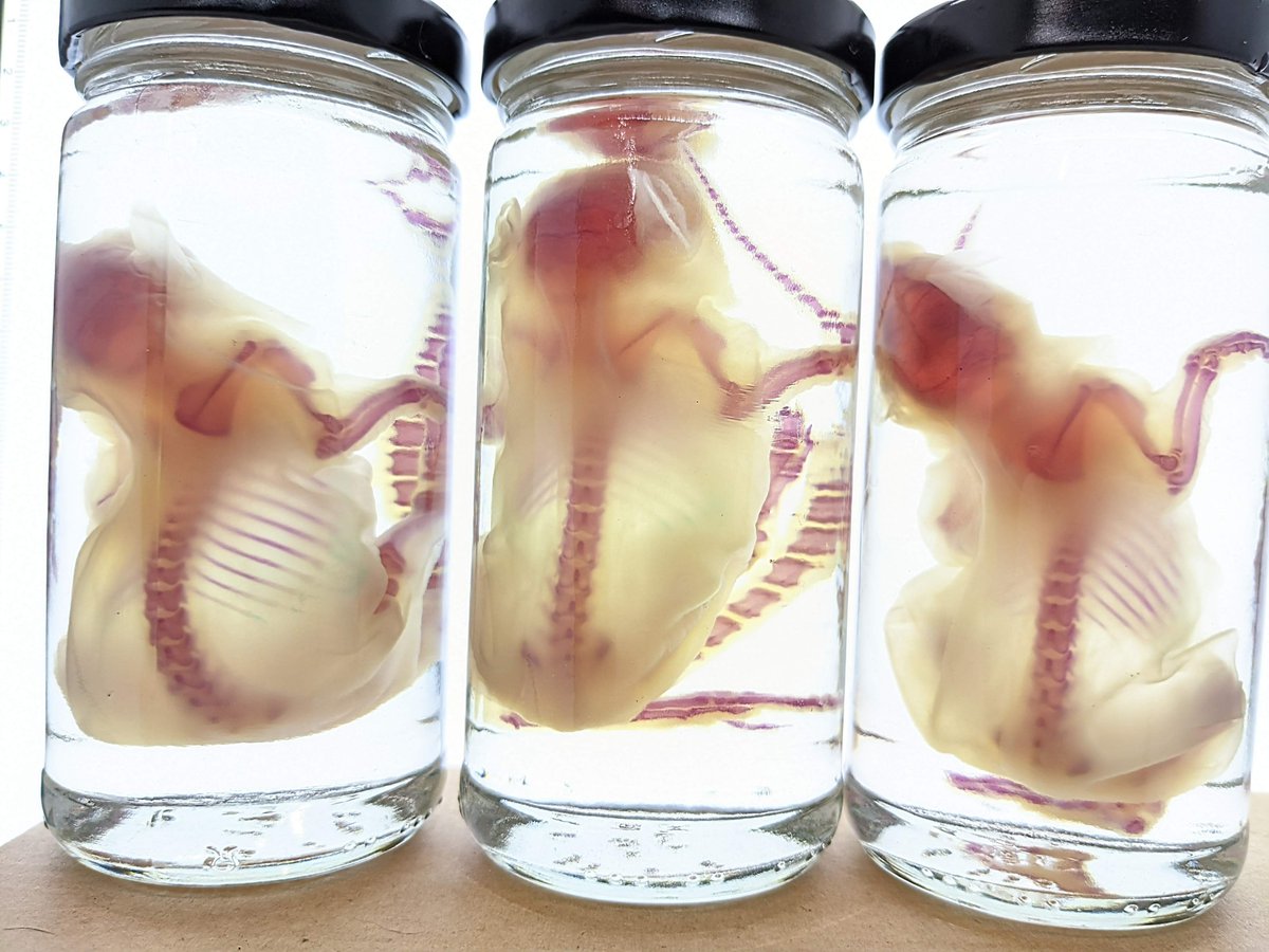 AphelionNecro's tweet photo. Diaphonized mice in shop https://t.co/UBm88IyLes