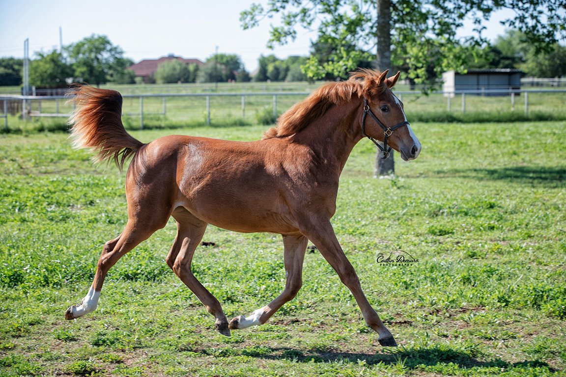 Racing toward the weekend like 😍

Cholulua photographed by Caitlin Demura Photography
