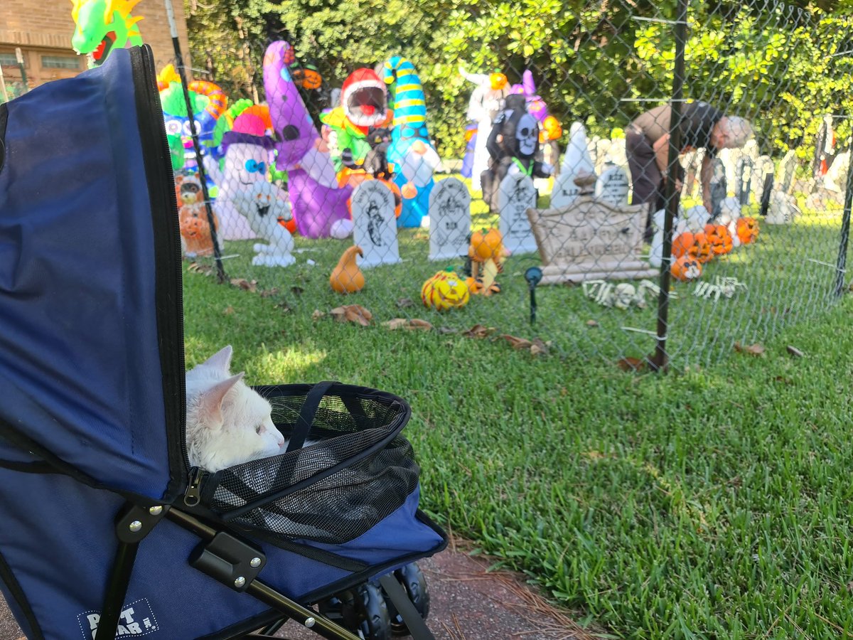 BooTheDeafKitty's tweet photo. https://t.co/pvKDOFL5Q0