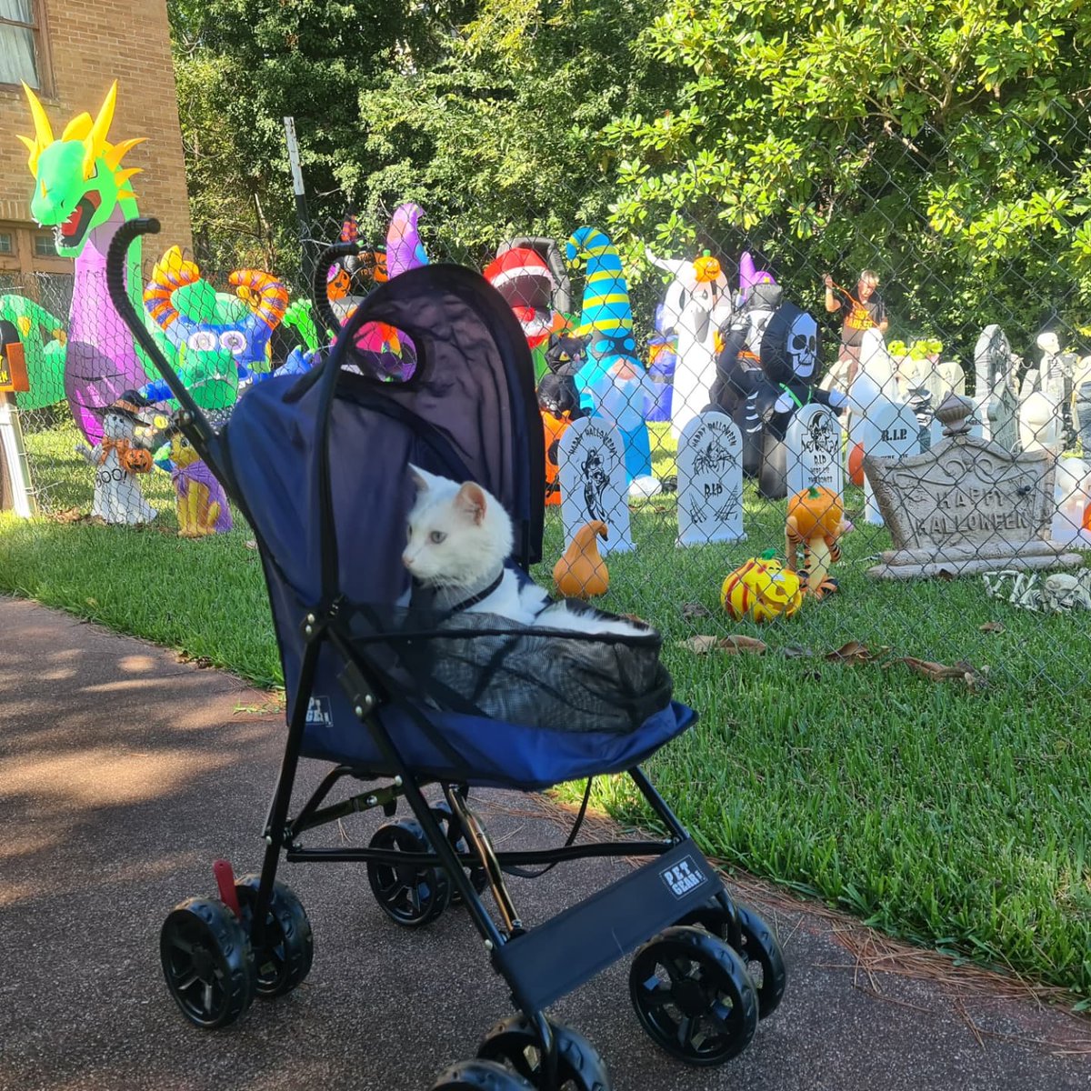 BooTheDeafKitty's tweet photo. https://t.co/pvKDOFL5Q0