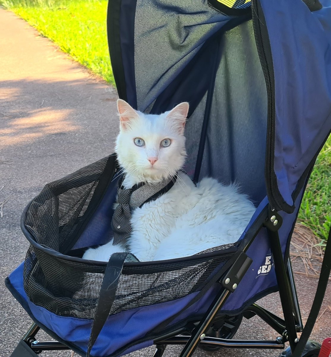 Boo The Deaf Kitty and Bug (@boothedeafkitty) on Twitter photo 