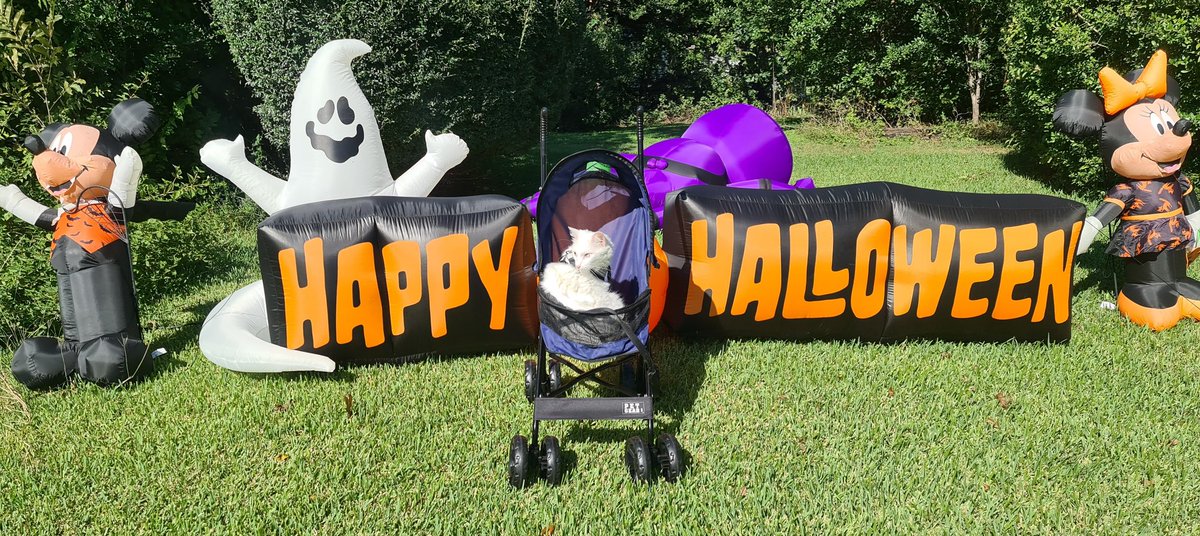 Boo The Deaf Kitty and Bug (@boothedeafkitty) on Twitter photo 