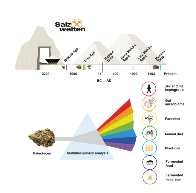 CellPressNews's tweet photo. Ancient poop found in a European salt mine shows that miners from the Bronze Age drank beer and ate blue cheese in what is now present day Austria. Read more in @CurrentBiology https://t.co/JQuffuHxIO

@FrankMaixner @KowarikKerstin https://t.co/d31INAQO40