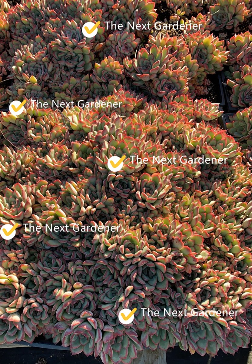 The Next Gardener tweet media