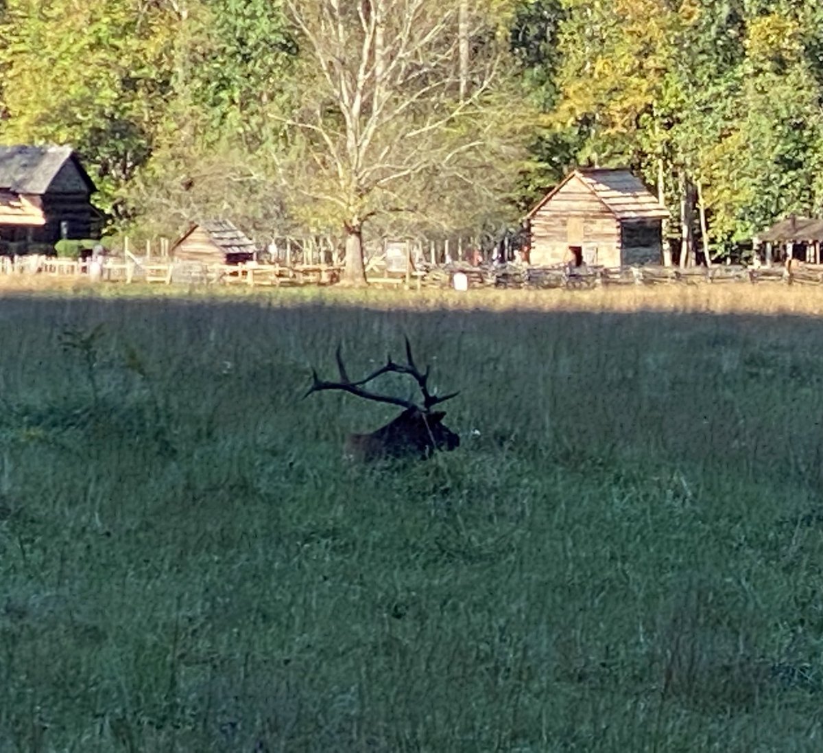 hawk1784's tweet photo. Elk lying down in the grass. https://t.co/Q0dqq8ySzd