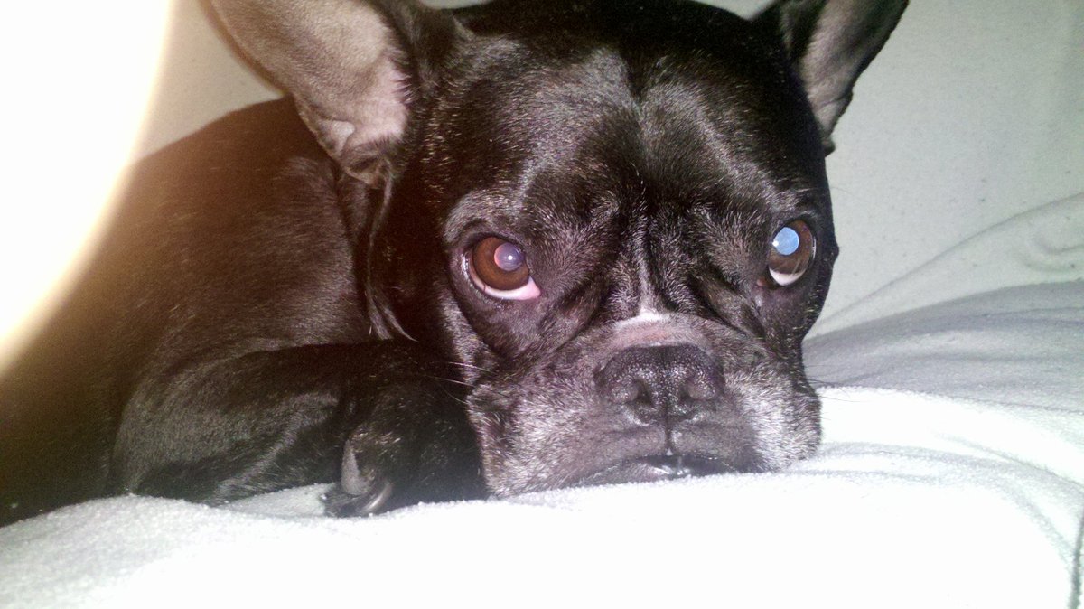 tonibaby_'s tweet photo. My sweet boy Gus went to sleep forever today. One of my favorite things about him is every new place we'd go to he'd go ninja poop in a random room in a house within minutes of being there. My sweet sweet boy. All my love. https://t.co/ogj5i2kTop