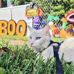 Photo by Boo The Deaf Kitty and Bug (@BooTheDeafKitty)