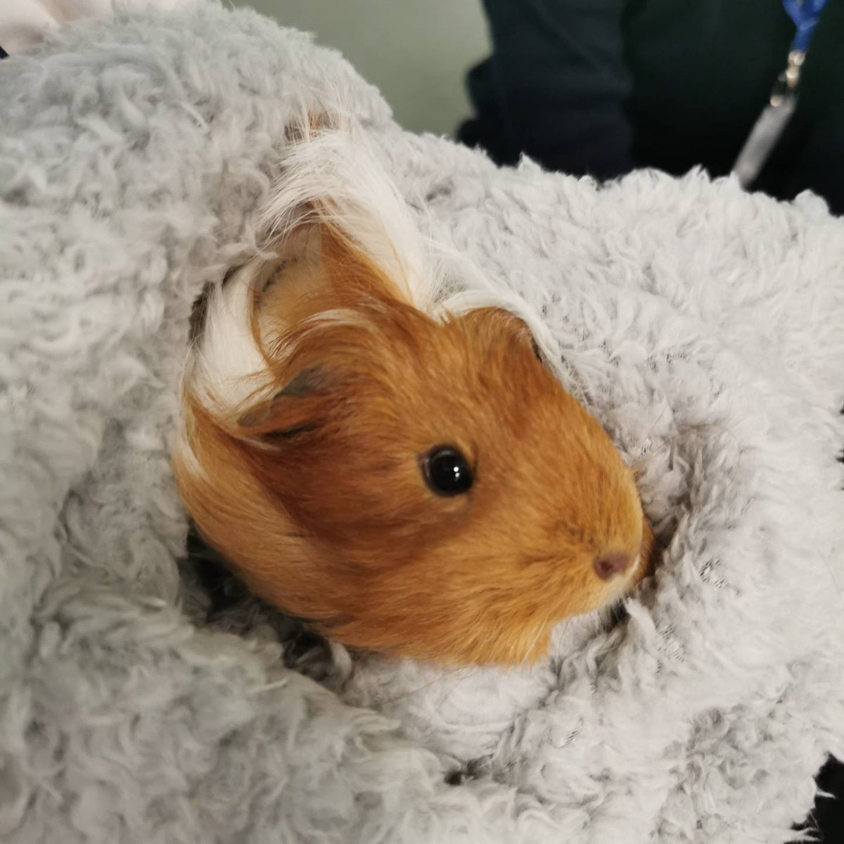 SEC_Science's tweet photo. Meet Bean and Sidney. Animal club had lots of fun learning about Guinea Pigs and Tortoises today 😊🐹🐢 https://t.co/9TqTWn82DY