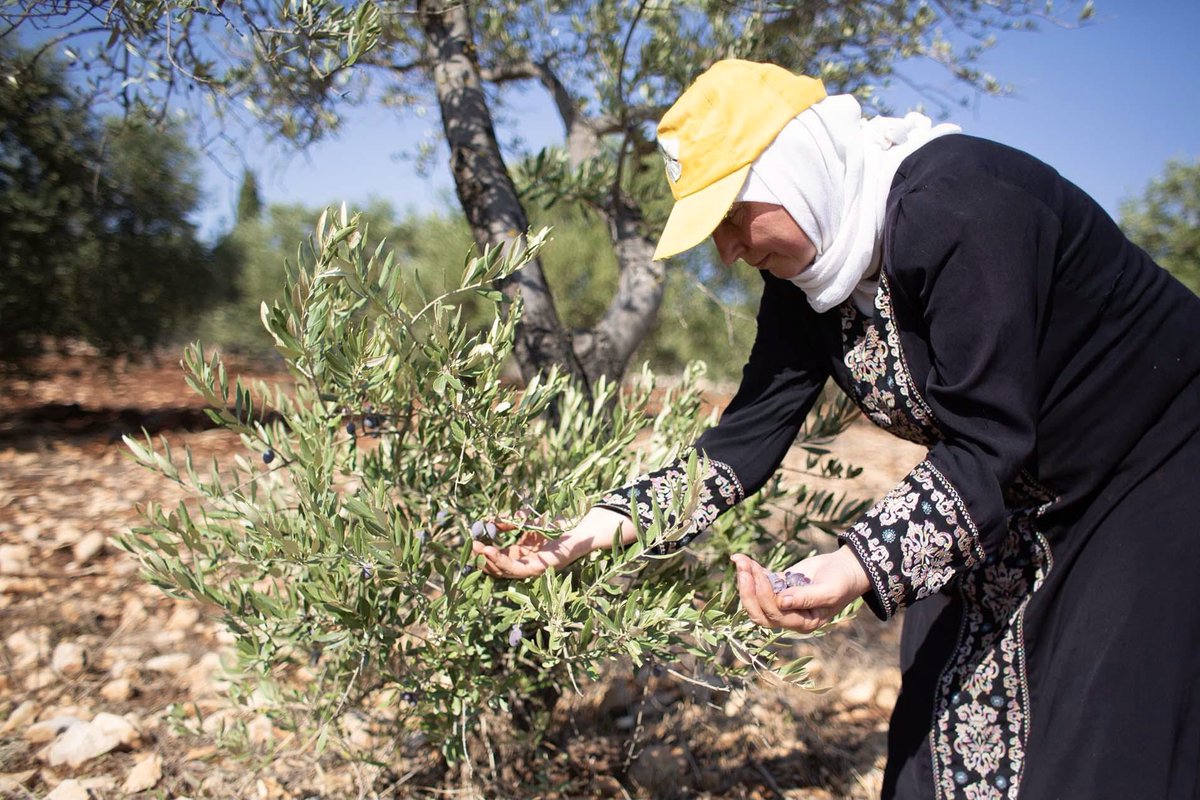 Despite all the difficulties Palestinian women are the engine and light of life.
#RuralWomenDay #WomenFarmers
#Palestine 🌹🇵🇸❤️