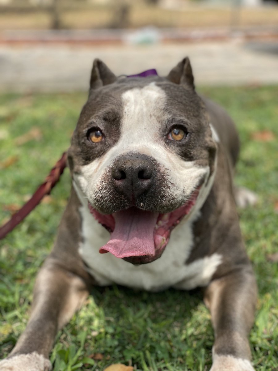 Supply chain issue? Not here! It may be a bad time to buy a new couch, but it's a perfect time to adopt a dog. Check out all the dogs eagerly awaiting their new families on our adoptable dogs Trello board: conta.cc/3ABEZkw.