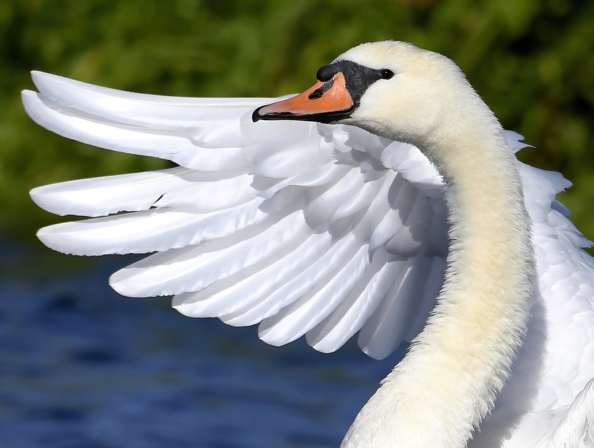 Swan wing. 🥰