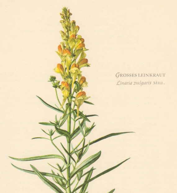 Sadness is rife just now. It may sound tragic but research shows that expressing gratitude for things that aren't terrible induces dopamine &amp; serotonin release.

Small good things today:

Found some beautiful wild toadflax 
A bee visited it
Seeing both gave me a proper lift

You?