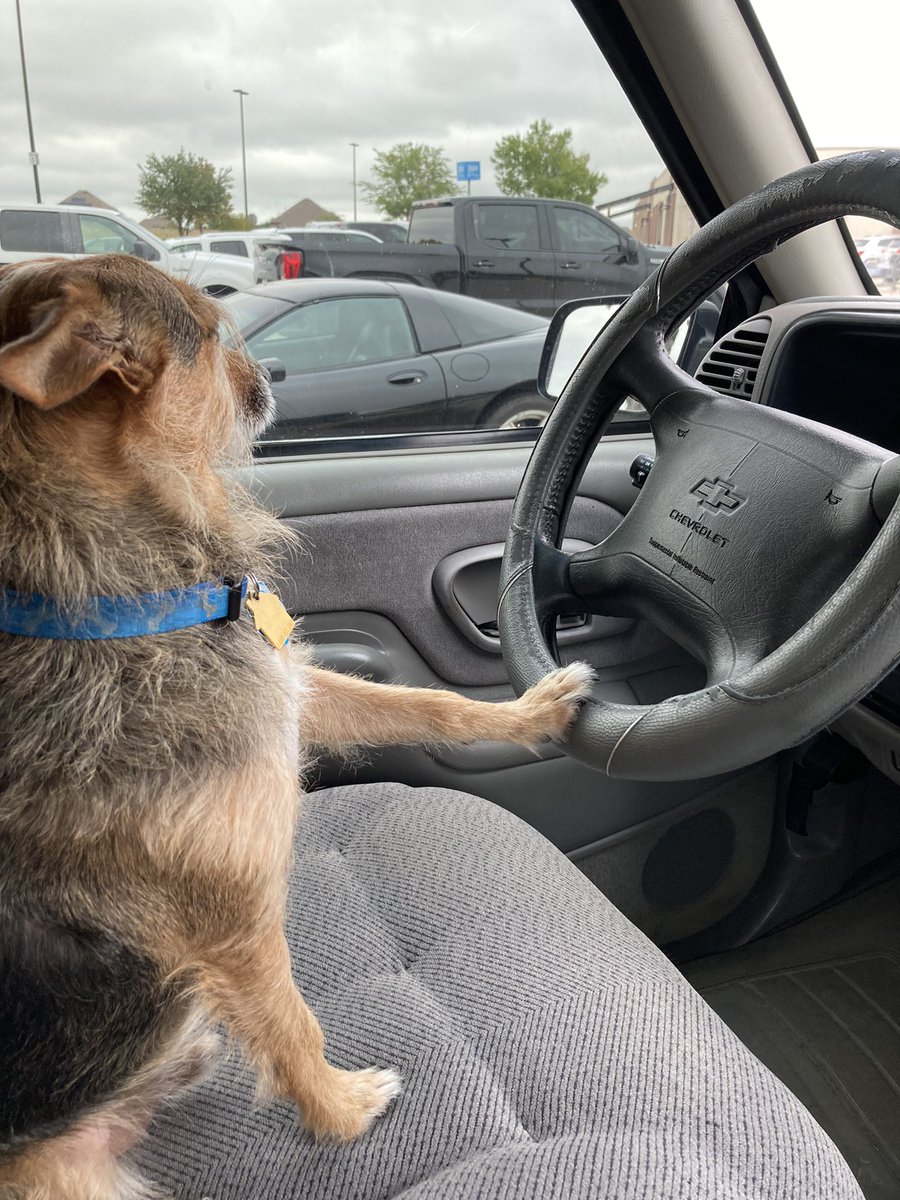 HerbieMooland's tweet photo. Totally nailed that parallel bark: 🚗🐶 #parallelbarking #betterdriver #dogsoftwitter #doginthecar https://t.co/n1PH3zJ4bF