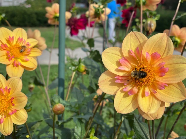 On this dreary Friday night, I thought you'd enjoy a little sunshine from the garden!