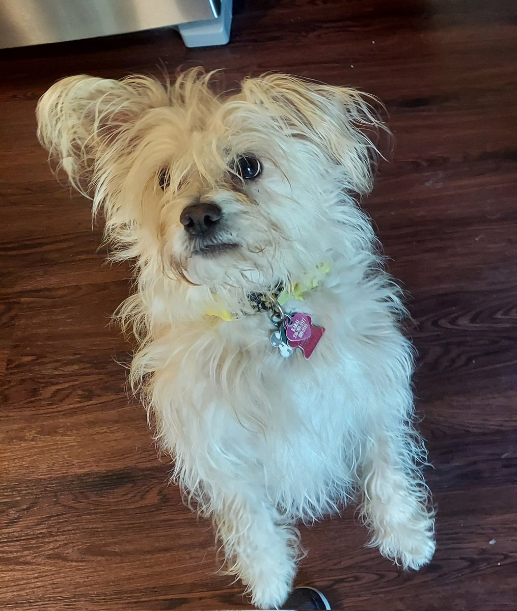 critterholic's tweet photo. @JaniceDean Merry, Boo, Vivian (aka Pup Pup) Kara https://t.co/he4dwHcb9c