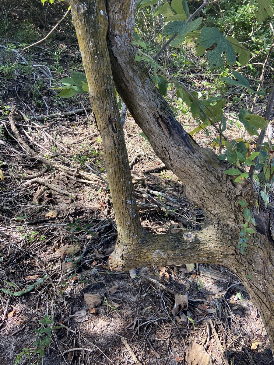 katieFlanAT's tweet photo. Tree lessons of #life: if your path has too many barriers or distractions, choose a #BetterPath - There is always #light shining on you from somewhere. Follow #YourLight and #Grow #YouveGotThis #YouMatter #Believe https://t.co/bulrrMCQxX