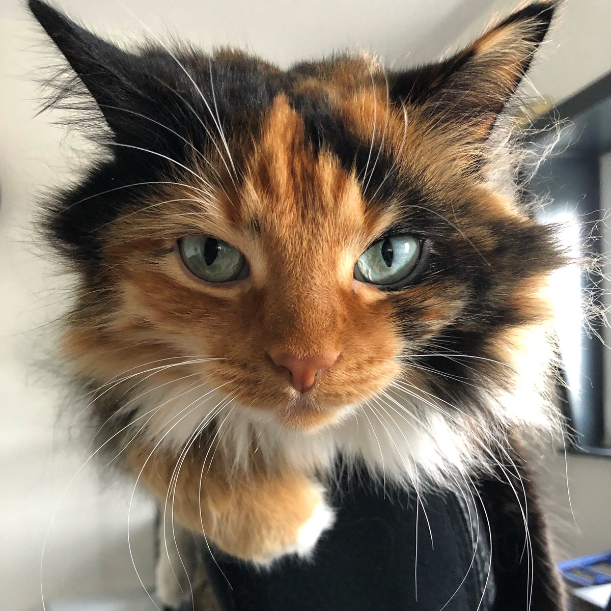 Catucation1's tweet photo. Weekend! 🥳🥳🥳 #CatsOfTwitter #CalicoCrew https://t.co/w5PiX5xBN7
