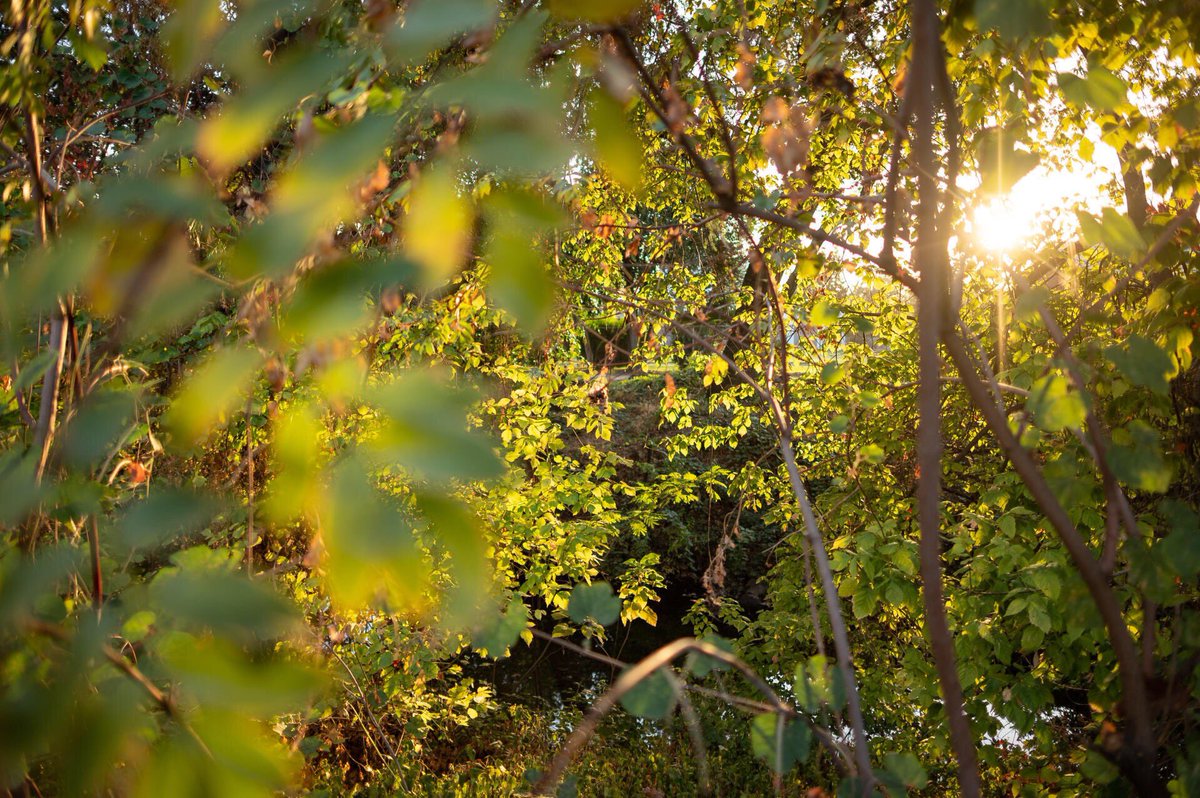 Chico State tweet media