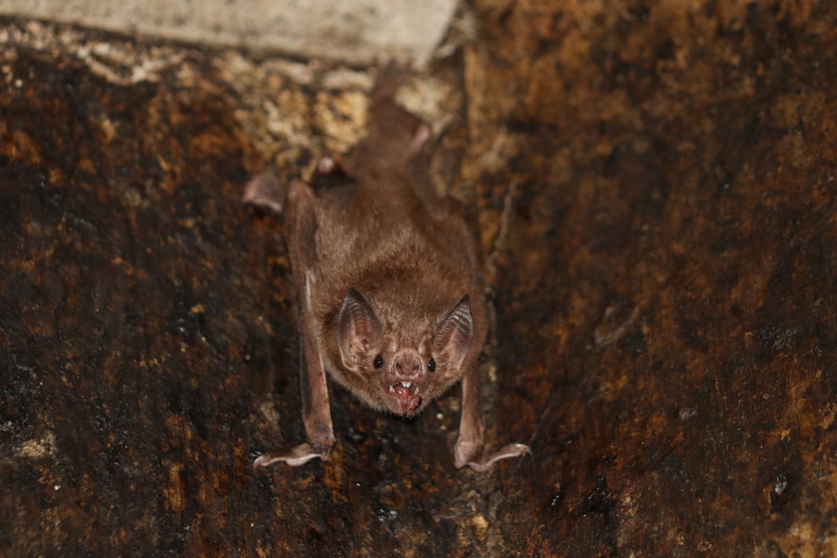 'For vampire bats, social distancing while sick comes naturally'

Even a bat wouldn't perform gain of function research.

__
news.osu.edu/for-vampire-ba…