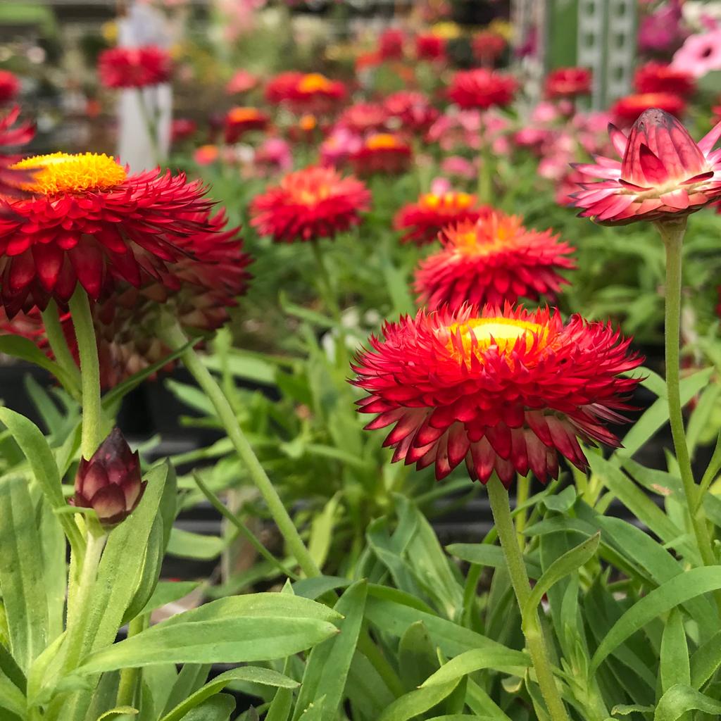 BTSwithCSS's tweet photo. @PSonTrivia Your absolutely right - it doesn’t! I missed that critical price of information 🤦‍♀️🤣😉👍🏻

Please accept this photo of some flowers as an apology! 😊😉🤣
#prodigalson #SaveProdigalSon https://t.co/1YQa1PS84n