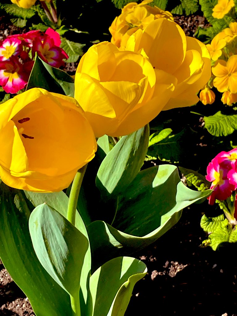 vasusoma77's tweet image. #springinmelbourne