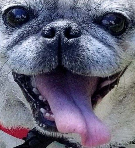 S_537's tweet photo. It's #NationalPugDay !
Here's my cutie piece #pug
She'll be 14 years old next month https://t.co/Bg4zaQO9IF