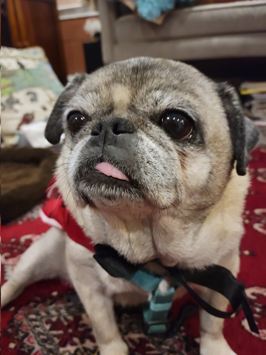 S_537's tweet photo. It's #NationalPugDay !
Here's my cutie piece #pug
She'll be 14 years old next month https://t.co/Bg4zaQO9IF