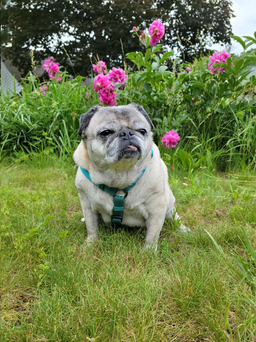 S_537's tweet photo. It's #NationalPugDay !
Here's my cutie piece #pug
She'll be 14 years old next month https://t.co/Bg4zaQO9IF