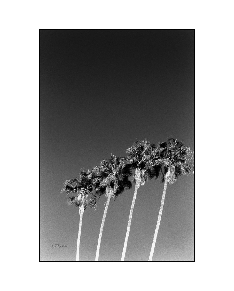 MachineSharkPro's tweet image. Succession.

9/5/2021

.
.
.

#35mm #35mmfilm #kodak #trix400 #35mmphotography #palmtrees #venice #losangeles #california #wanderlust #travel #travelphotography #redfilter #monochrome #bw_crew #analogphotography #photooftheday #analog #filmcommunity #shotonfilm #shootfilm