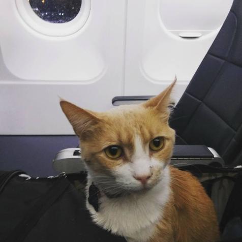 CAT NEWS...Super Cat Ginger is a star frequent flyer!

The Cat News Desk
#cats #CatsOfTwitter #SuperCatGinger #Kitty #jetsetters #meowed #flyinghigh #travelling #CatNews #TBT #wow #Trending #onajetplane #famous #Caturday #whiskers #funny #funnycat #gingercatsrule #celebrities #FF
