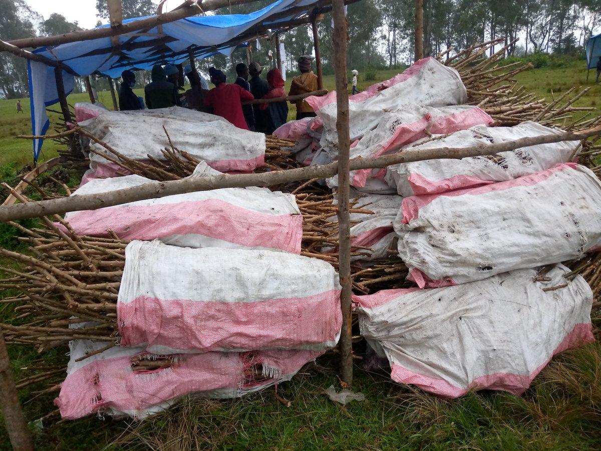 ADPF_RDC's tweet photo. Foire aux Semences
Programme d'appui à la Résilience socioecque des petits producteurs vulnérables à Walungu et Mwenga (Sud-Kivu)
ADPF utilement représenté !
Le Manioc de Chez nous 😁😁 https://t.co/4PR21gAH56