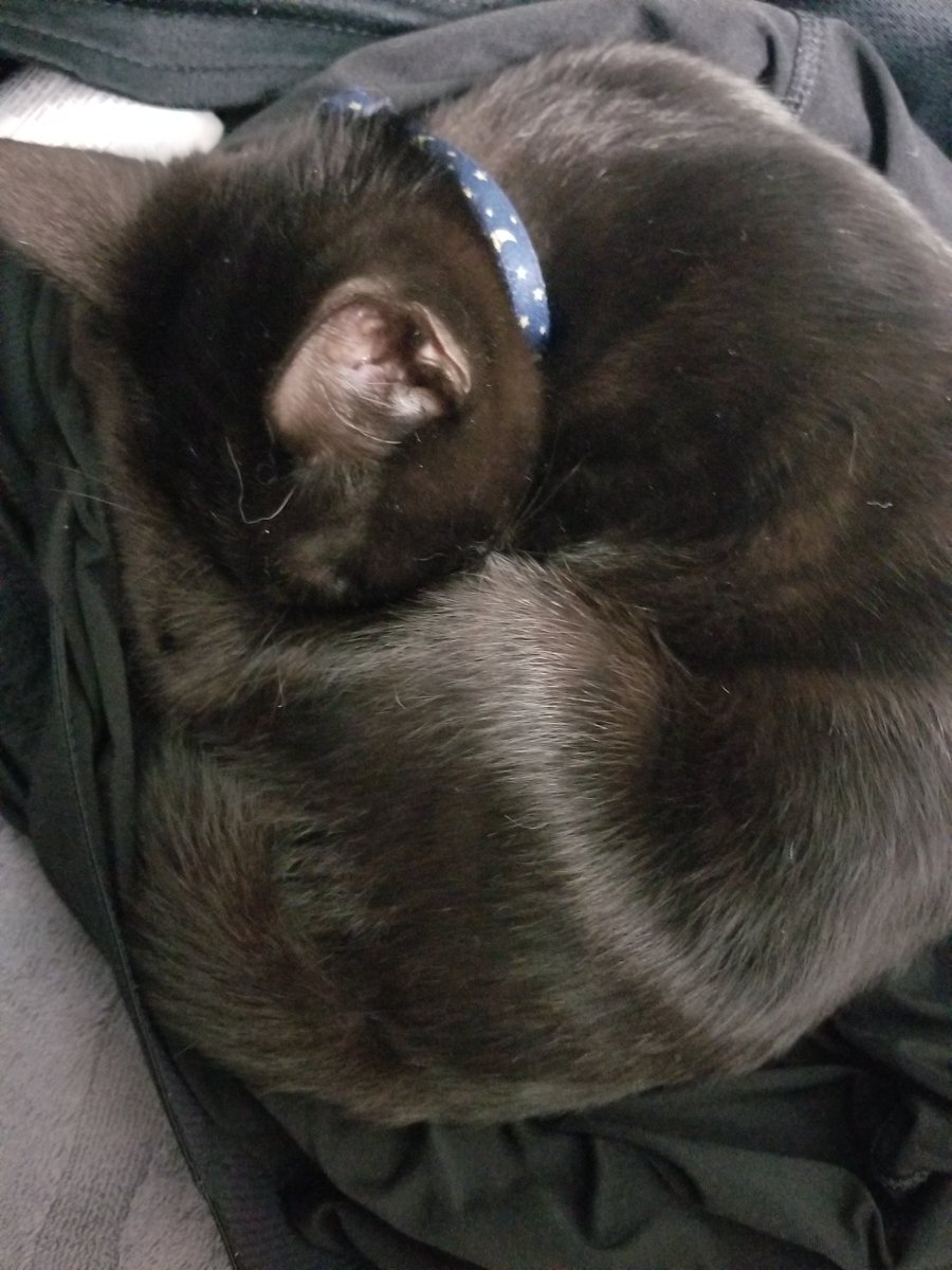 NeoHazard's tweet photo. The latest member of the #PoopPatrol tries to camouflage into your shorts to surprise would be attackers. Fortunately, all has seemed cleared so far.
Unfortunately, this young recruit got tired so I'm walking around the apartment half naked now. Please don't come over. https://t.co/5zjmU7jcko