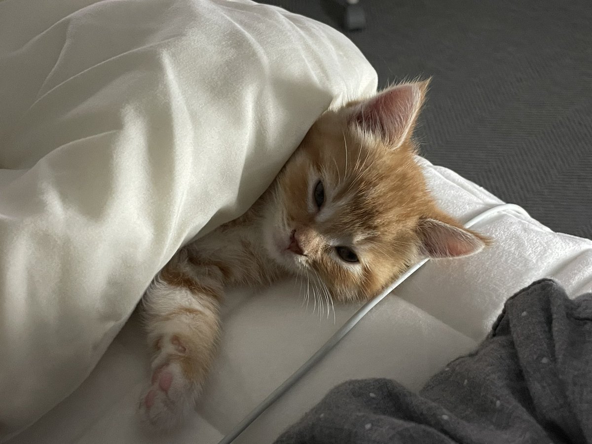 집사가 너무조은 아기고양이