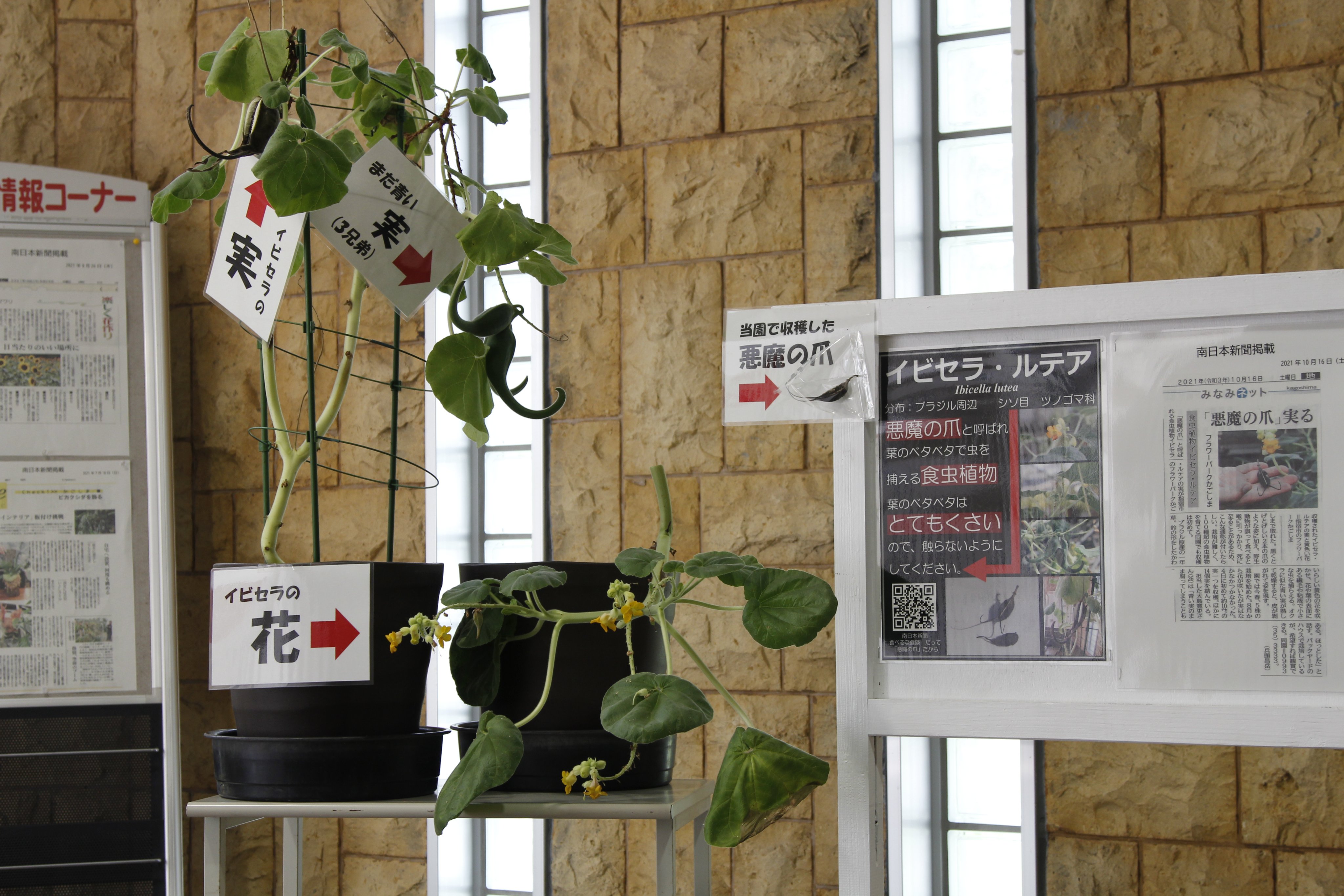 フラワーパークかごしま 悪魔の爪 と呼ばれる食虫植物 イビセラ ルテアの実の展示を始めました 夏に黄色の花を咲かせ バックヤードで数個順調に実りました 本日 南日本新聞に掲載 実が熟して皮がはがれた後の 2本の鋭い 爪のような黒い姿をぜひ
