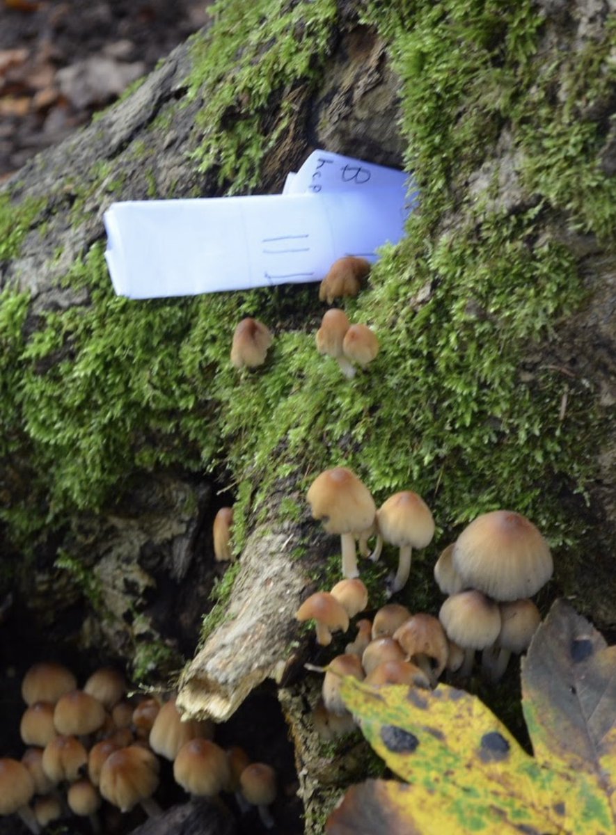 alexandragoliva's tweet photo. Who lives inside of those trees? Maybe a “Zwergli”? Some children in Grade 1 wrote letters to see what the forest creatures have to share with us! “Sprichst du Englisch?” #German #ISZL #Imagination #storyworkshop #LanguagePlay #Multilingual @kerry_paron @zugmissharris https://t.co/rwasbefZS2