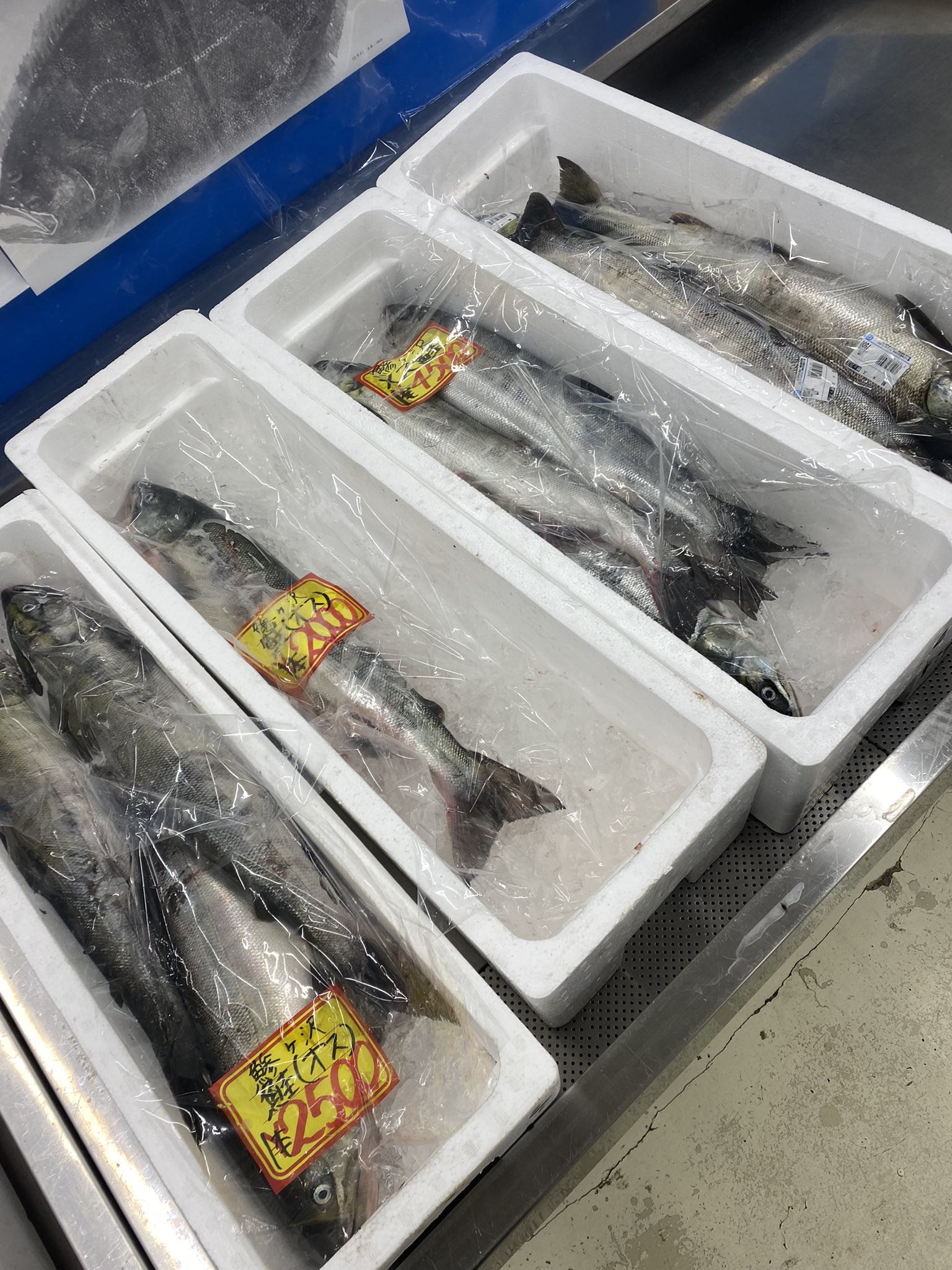 鰺ヶ沢町漁業協同組合 Aji Gyogyo Twitter