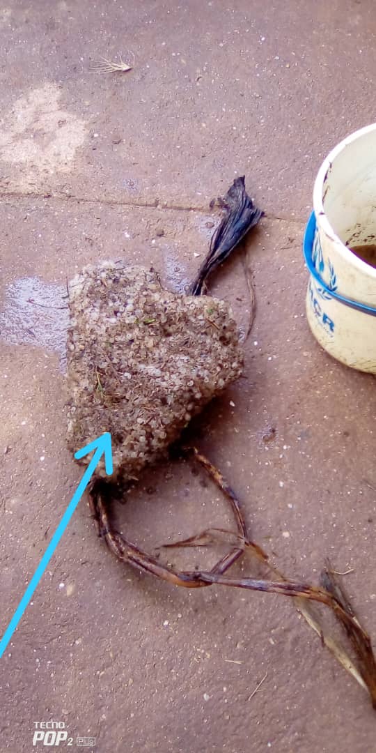 Commune musigati tweet media