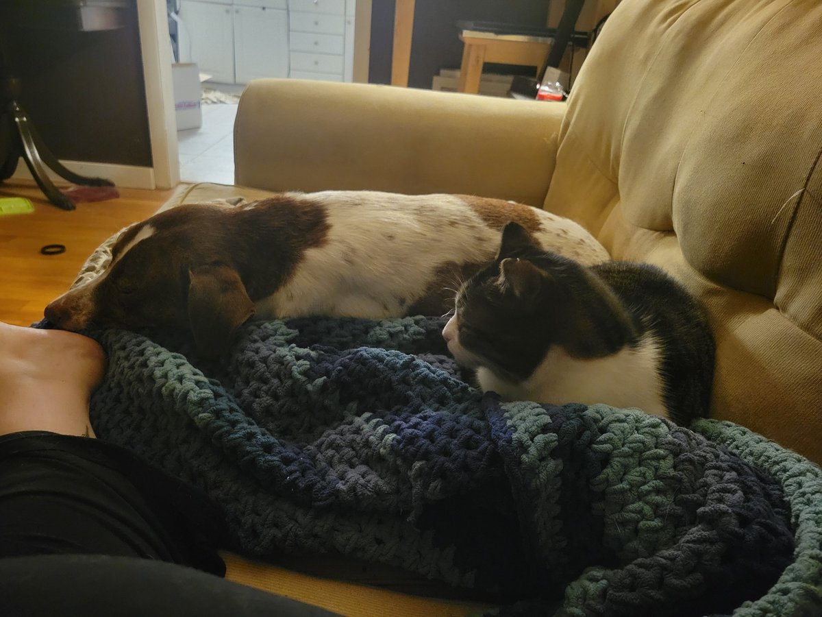 LauraBeth450's tweet photo. I refuse to turn on the heat. These two will have to cope. They're already wearing fur coats! #MommyRunsHot #CuddleBuds #WinnieAndNiles https://t.co/GdRgX8A8N3
