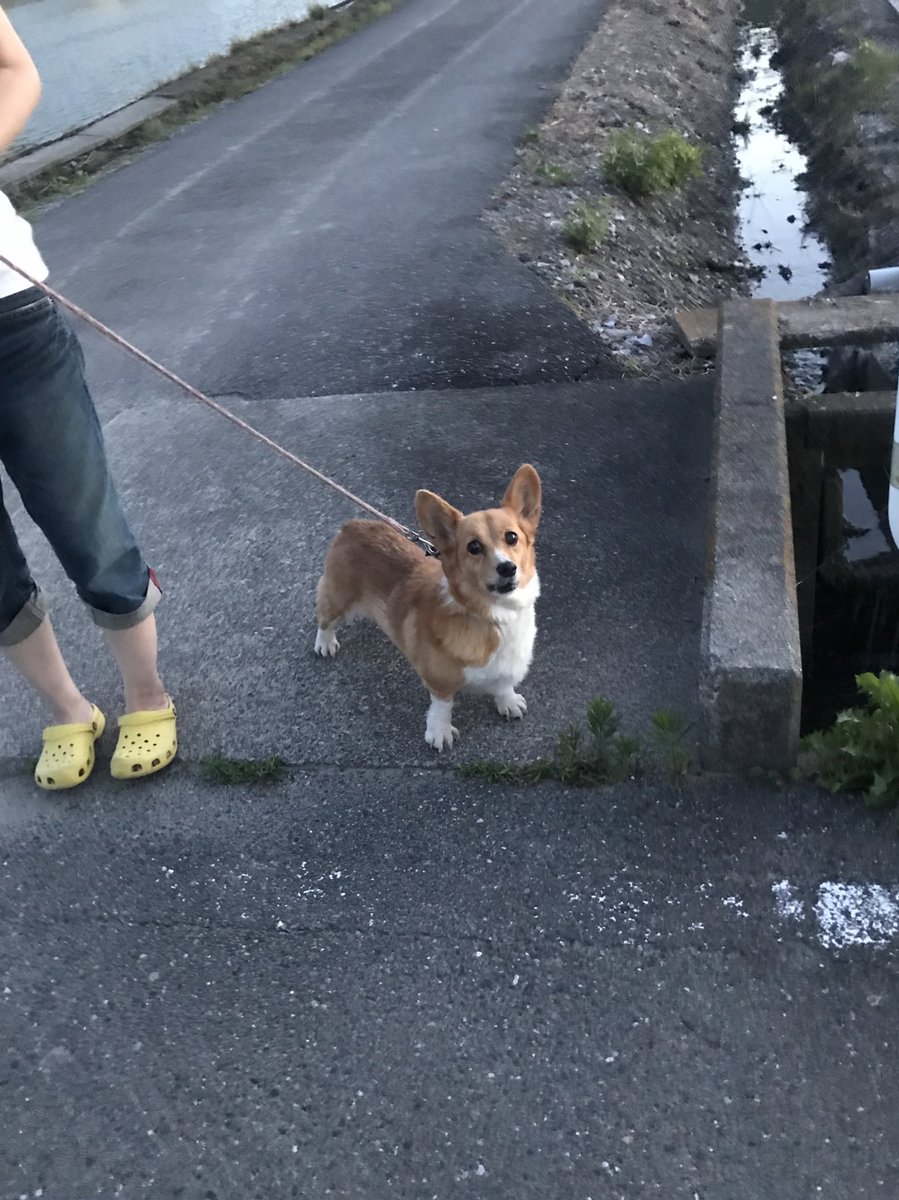 みみさん tweet media