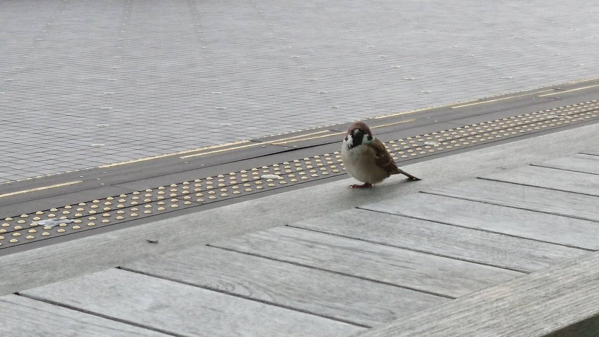 tn8_19's tweet photo. 餌がもらえると思って、鳴きながら待ってるのがかわいい https://t.co/BGuJtnBBiD
