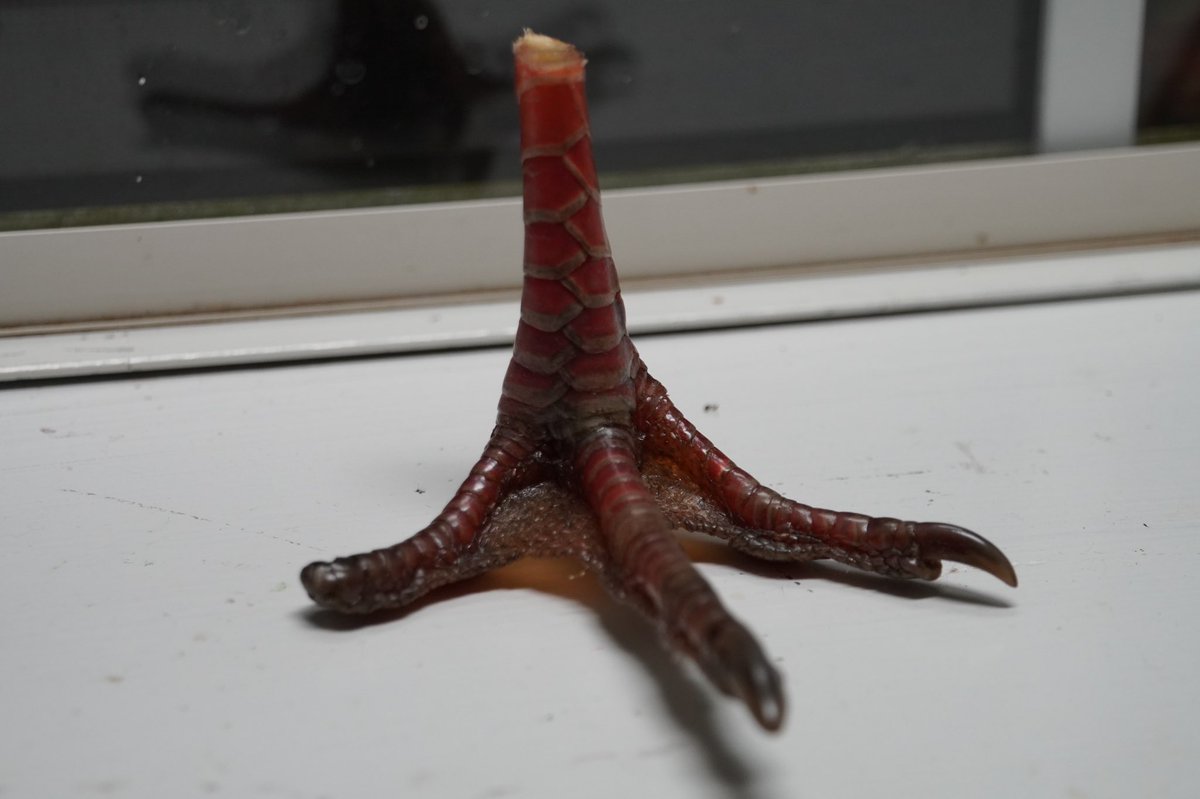 RidgeRockHuntCo's tweet photo. Because everyone has a turkey foot in their kitchen window seal… 😂😂 

#ThisAintNoGame #2BOutdoors #EliteArchery #DRocksOutdoorLife #BackwoodAttraction #KeepStruttin #FairOilCompany #OnXHunt #SlickTrickBroadheads #CustomBowEquipment #bowhunting #bowhunter #outdoors #hunting https://t.co/GscqKKcQ7M